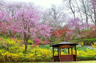 桜やレンギョウなど、色鮮やかな花々が咲き薫る。わが地域にも、幸福と友情の花園を広げよう（昨年４月、池田先生撮影。東京・八王子市）