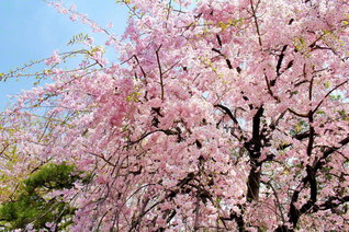 尊き使命の人生に花よ咲け！　爛漫の桜花が、生き生きと語り、歌い、舞うが如く（池田先生撮影。２日、東京・千代田区内で）