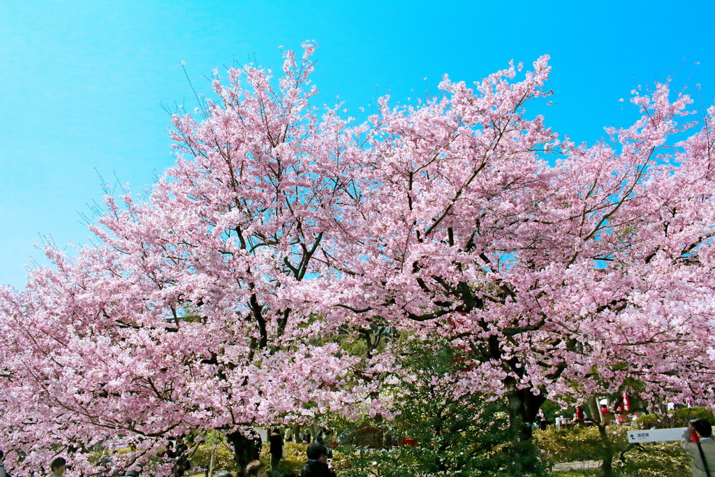 池田大作先生 四季の励まし 我ら創価の春が来た 19年3月31日 Sumo7 S Blog